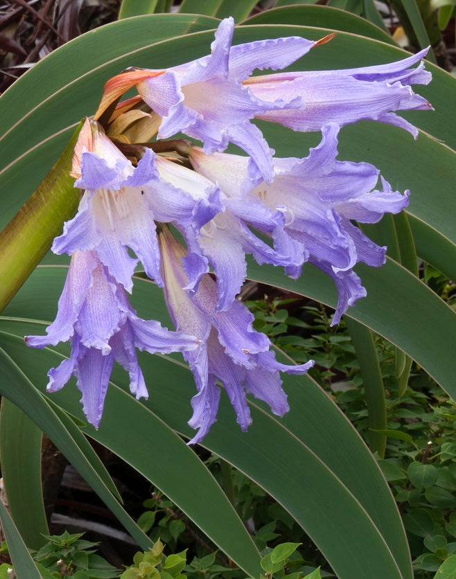 y*i様 Worsleya procera ブルーアマリリス 開花しました！珍しい花、ブルーアマリリス | 大阪府立花の文化