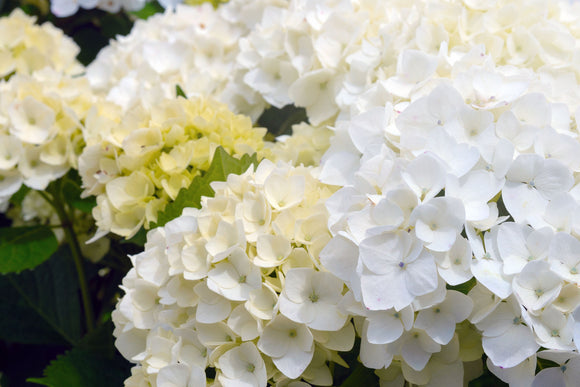 Hydrangea Agnes Pavelli - growing - coming soon