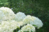 Hydrangea Agnes Pavelli - growing - coming soon