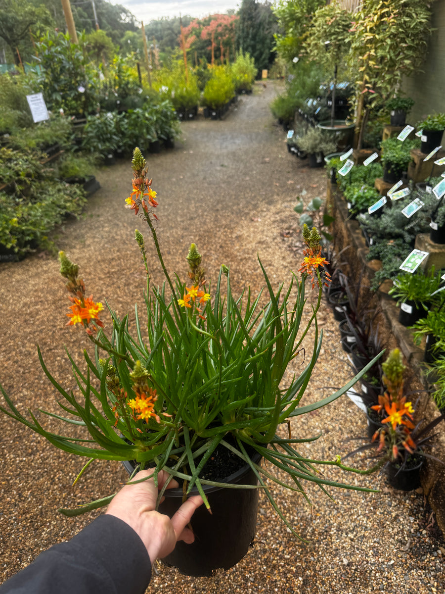 Bulbine frutescens Burn Jelly Plant - Avera Orange – Mother Earth