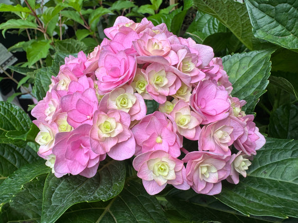 Hydrangea Admire - Growing - Ready Soon - Enquire In-Store.