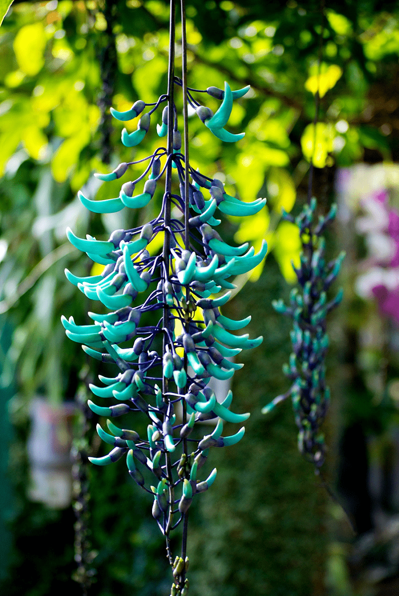 Strongylodon macrobotrys Jade Vine ready end April 2026 – Mother Earth  Nursery