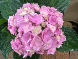 Hydrangea Admire - Growing - Ready Soon - Enquire In-Store.