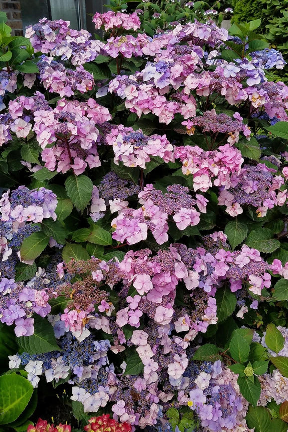 Hydrangea Endless Summer Twist and Shout - growing - coming soon!