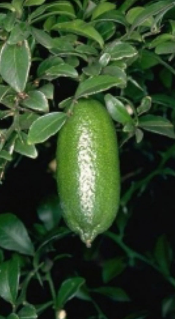 Citrus garrawayi Thornless Finger Lime