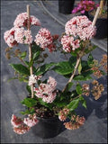 Rondeletia amoena Fragrant Rondeletia - Growing - enquire in store.