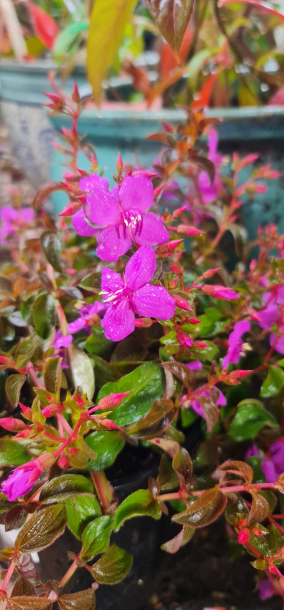 spanish shawl plant hanging Centradenia Cascade Spanish Shawl – Mother Earth Nursery