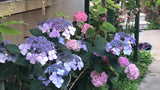 Hydrangea Endless Summer Twist and Shout - growing - coming soon!