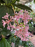 Medinilla myriantha Chandelier Plant