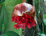 Medinilla miniata Red Chandalier Plant - Growing - Enquire In-Store.