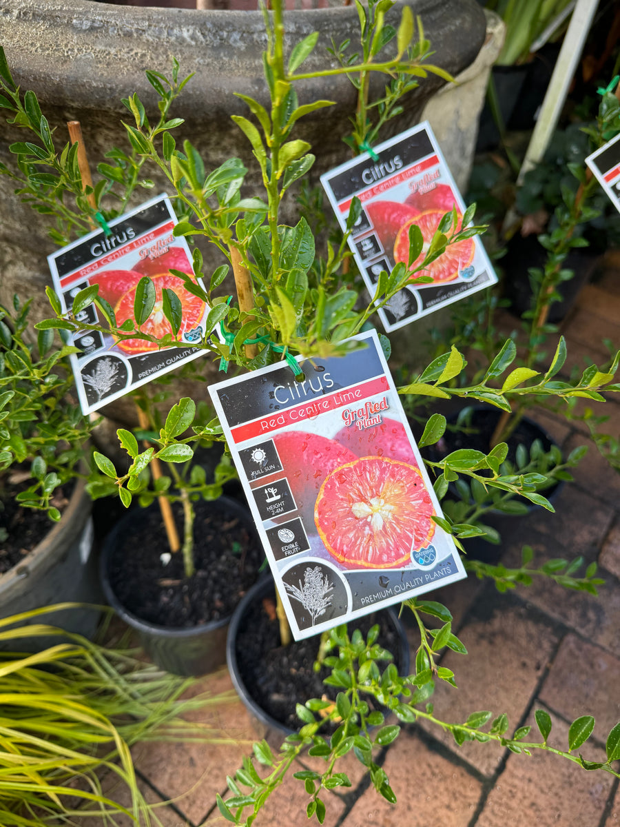 Citrus Gems Red Centre Lime / Australian Blood Lime Mother Earth Nursery