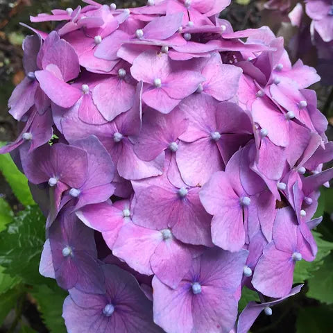 Hydrangea Ursula - Growing - Ready Soon - Enquire In-Store.