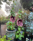 Aristolochia gigantea Brazilian Dutchman's Pipe Giant Pelican Flower