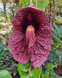 Aristolochia gigantea Brazilian Dutchman's Pipe Giant Pelican Flower
