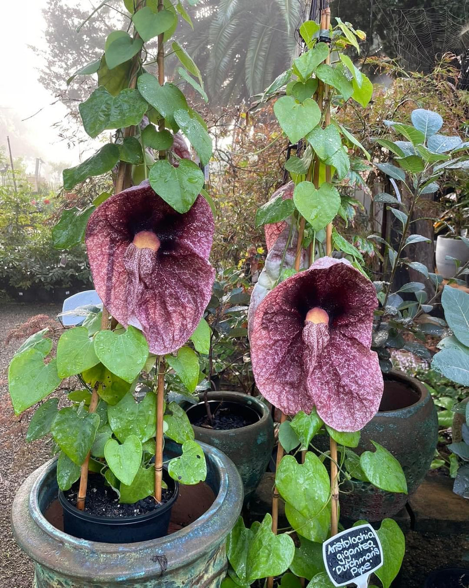 Aristolochia gigantea Brazilian Dutchman's Pipe Giant Pelican Flower