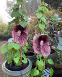 Aristolochia gigantea Brazilian Dutchman's Pipe Giant Pelican Flower