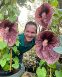 Aristolochia gigantea Brazilian Dutchman's Pipe Giant Pelican Flower