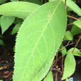 Hydrangea aspera Villosa - growing - coming soon!