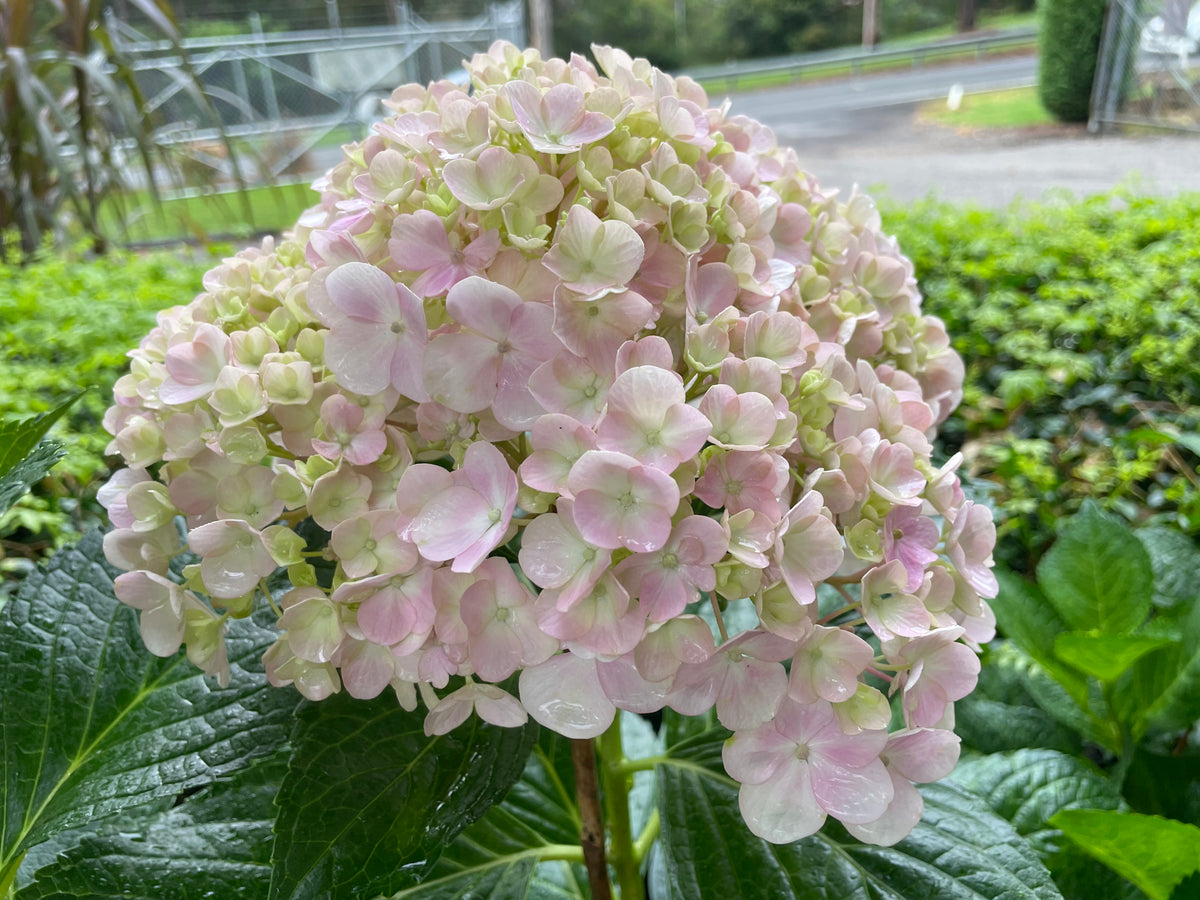 Hydrangea macrophylla Avante Garde Mother Earth Nursery