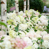 Hydrangea paniculata Sundae Fraise