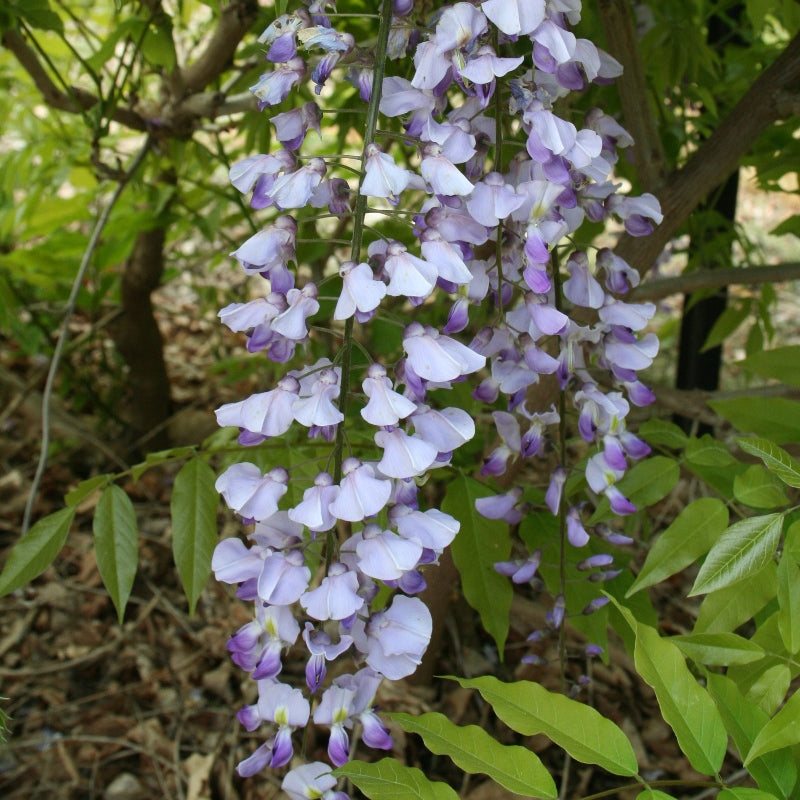 Wisteria floribunda Royal Purple Japanese Wisteria – Mother Earth Nursery