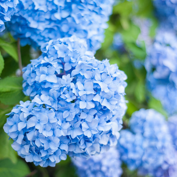 Hydrangea Endless Summer The Original - Growing - Ready Soon - Enquire In-Store.