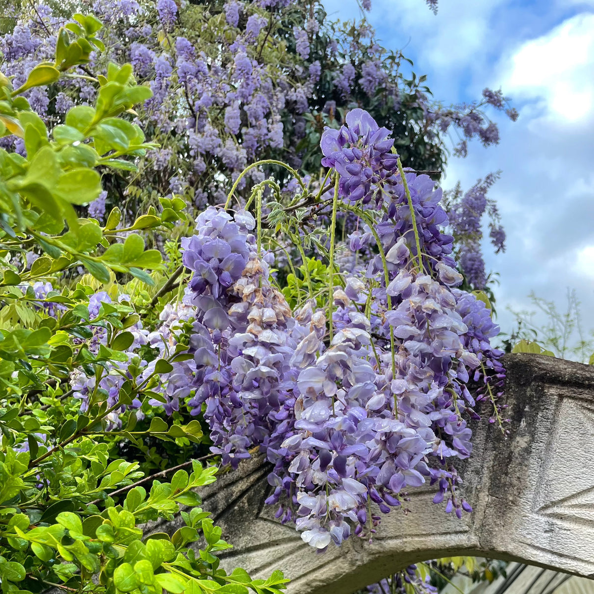 Wisteria sinensis Chinese Wisteria Mother Earth Nursery