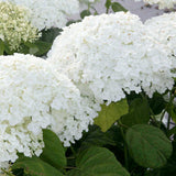 Hydrangea Annabelle (very large - will need to be pruned if posted)