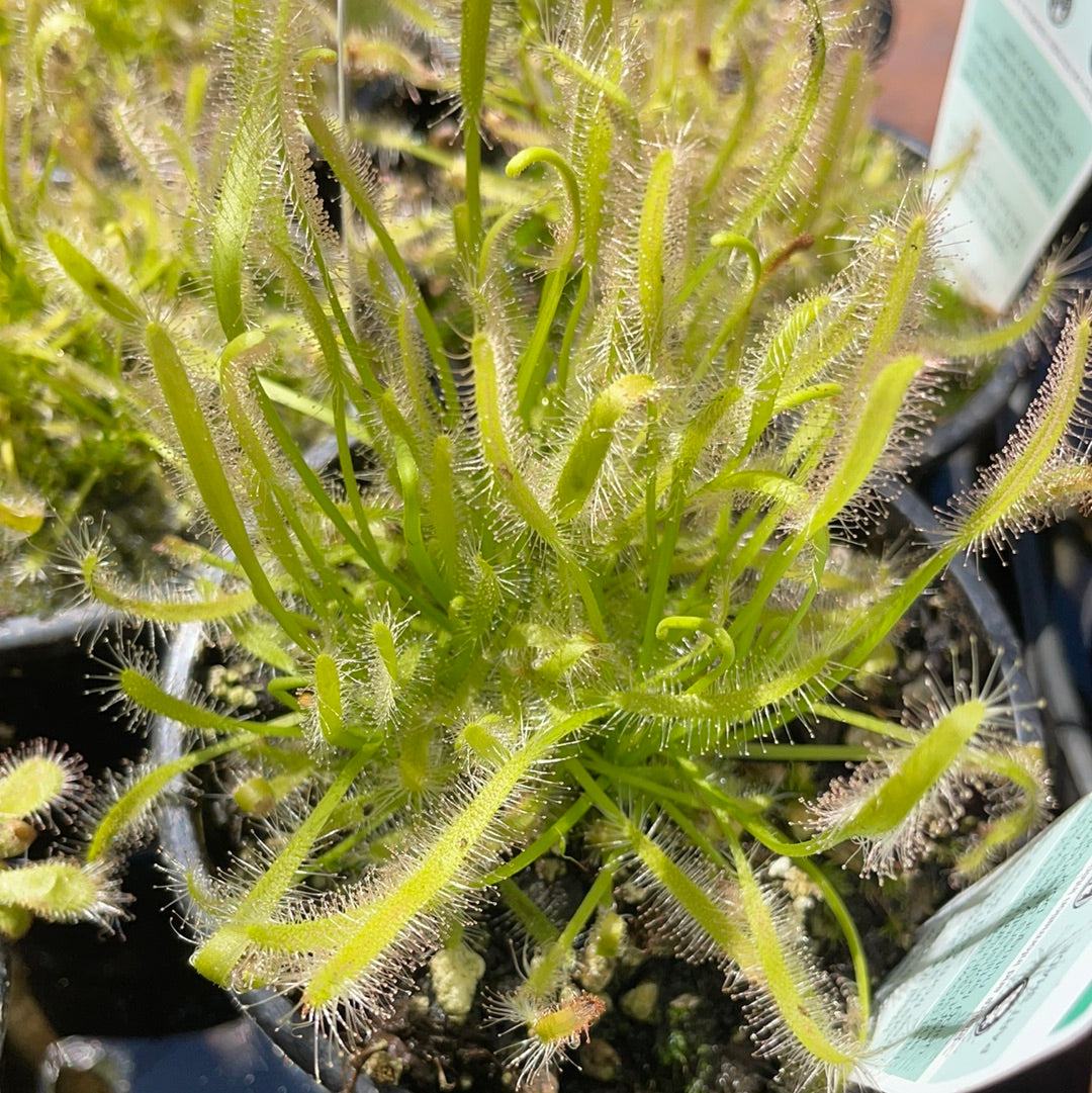 Drosera capensis Alba (Cape Sundew) Growing Ready Soon! Mother