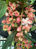 Medinilla vexillifer Jungle Beauty - growing - ready soon.
