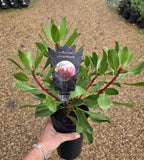 Protea cynaroides Dwarf King Protea - Little Prince