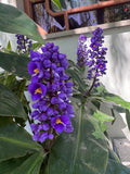 Dichorisandra thyrsiflora Blue Ginger