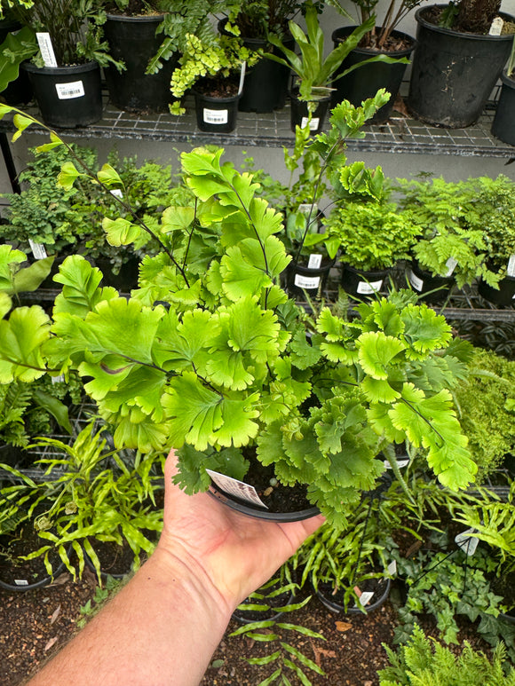 Adiantum Maidenhair Fern Marsha’s Pride - growing - ready soon!
