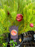 Protea nana Mountain Rose Protea