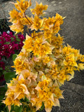 Bougainvillea Aussie Gold Double Flowered Bougainville - Growing for spring 2025