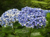 Hydrangea Ayesha Superior