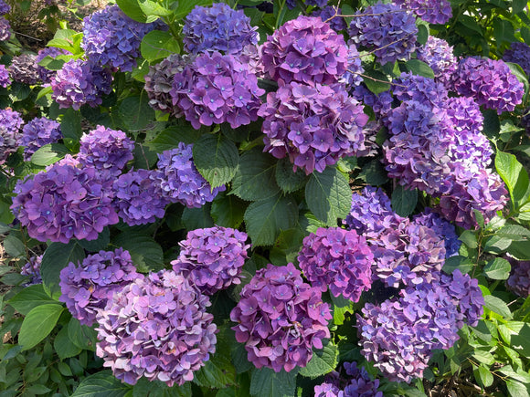 Hydrangea President R Touchard