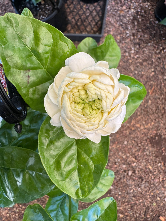 Jasminum Emperor Jasmine - Growing - Ready Early Summer 2025