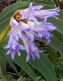 Worsleya procera Blue Amaryllis
