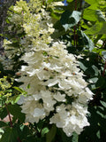 Hydrangea paniculata Floribunda
