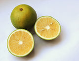 Citrus Indian Sweet Lime Mitha Nimbu - growing - ready end November