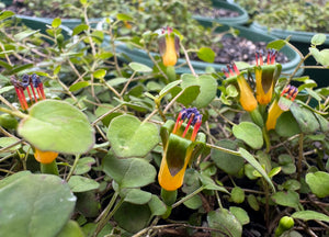 Fuchsia procumbens Creeping Fuchsia