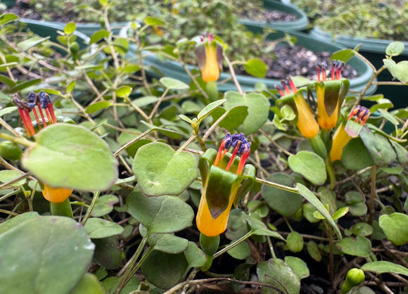 Fuchsia procumbens Creeping Fuchsia