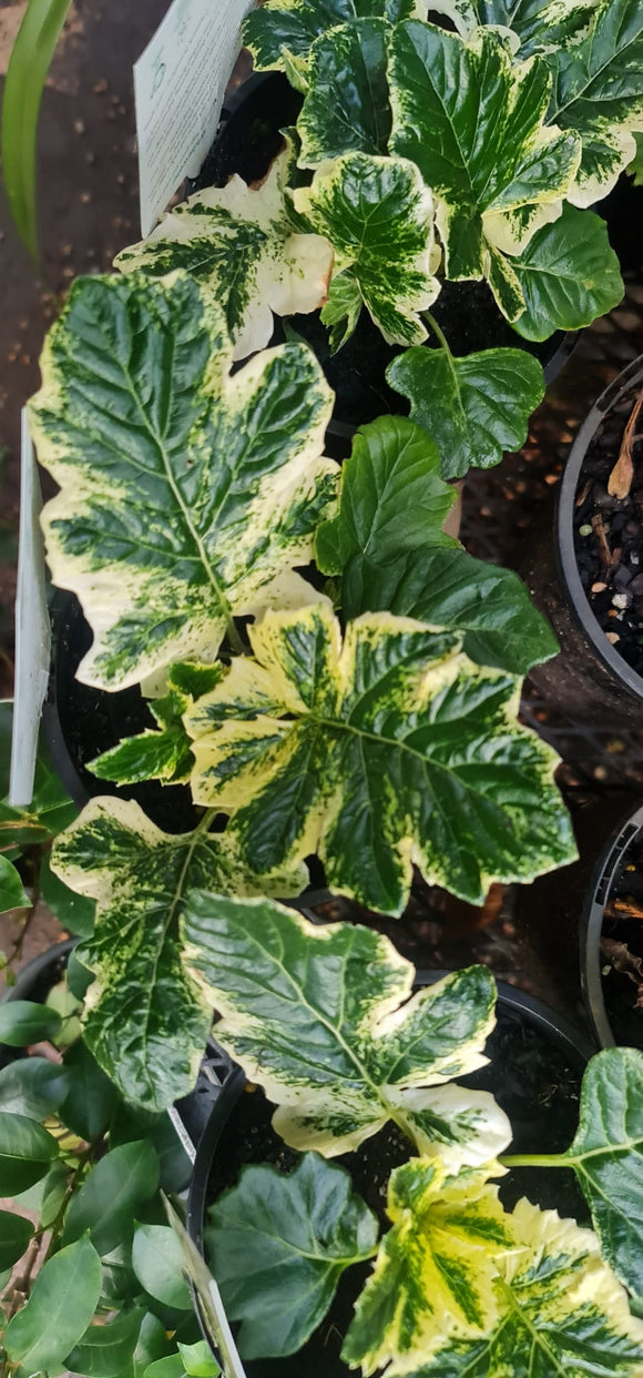 Acanthus mollis White Water - Bear’s Breeches