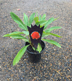 Telopea Waratah Shady Lady Red