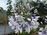 Agapanthus Fireworks