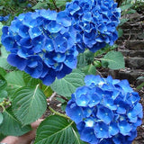 Hydrangea macrophylla United Nations