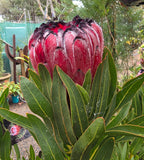 Protea Australis Ruby