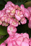 Hydrangea macrophylla Coral Mist