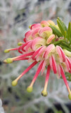 Grevillea Hills Jubillee
